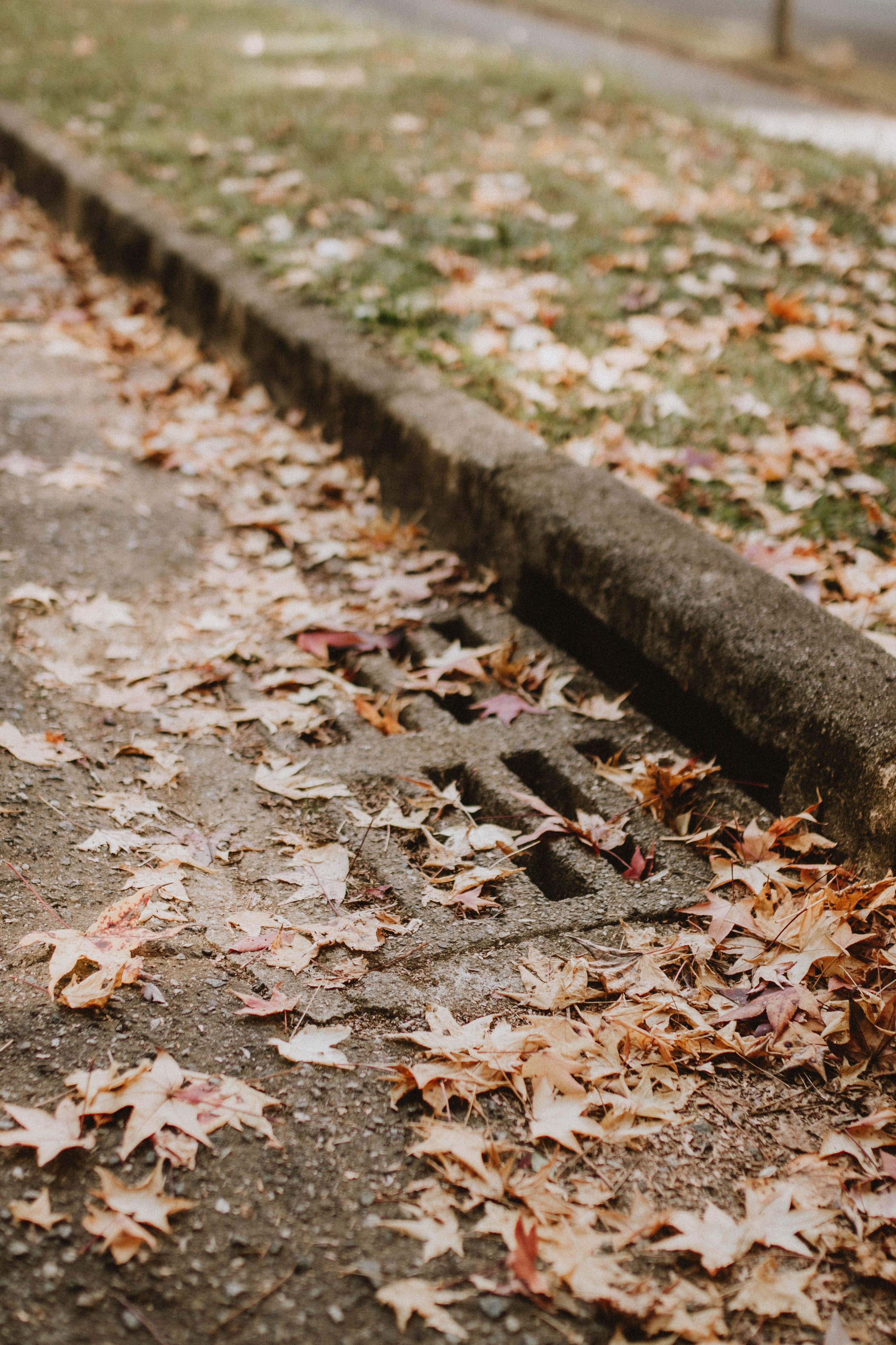 Leaves gathered around an outdoor storm drain